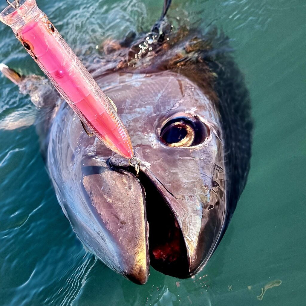 Quels leurres pour pratiquer la pêche du thon rouge sur chasse