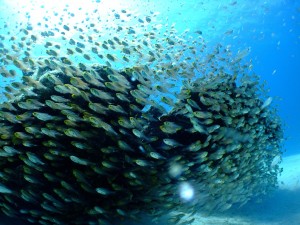 Banc poissons pêche méditerranée
