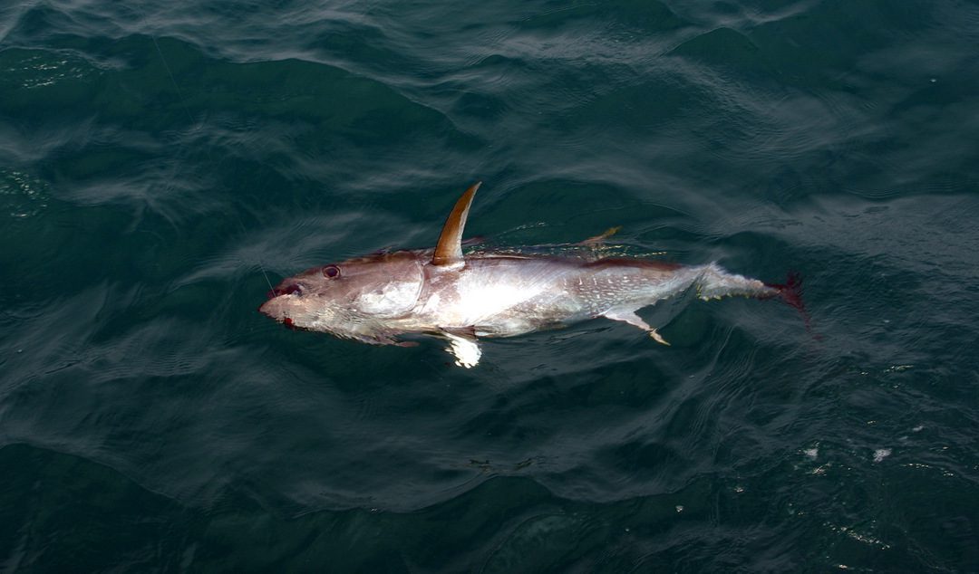 Pêche au broumé, THONS et REQUINS - Exotic Fishing Méditerranée