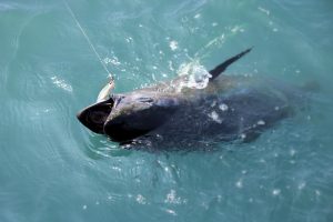 Leurre pour l'ouverture de la pêche du thon rouge 2018