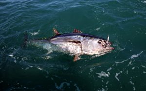 Illustration de la pêche du thon rouge en Méditerranée