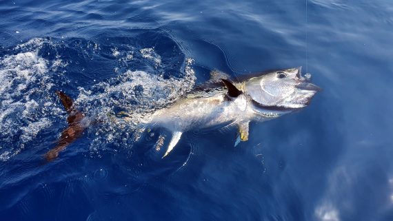 Pêche du thon au leurre sur le Delta du Rhône 2019 / Bilan de mi-saison