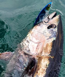 Photo d'un thon de 40kg avec un leurre dans la bouche