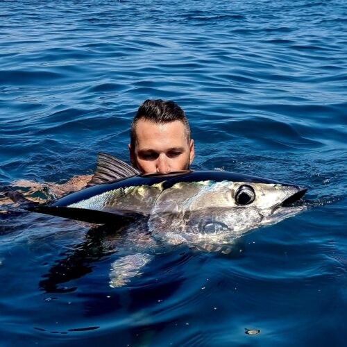 Pêche sur chasse d'un Thon rouge de 20 kilos pêché leurre